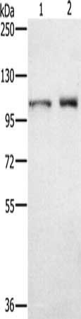 ODF2 antibody