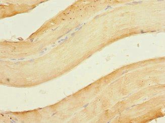 OGFR Antibody