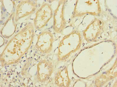 OGG1 Antibody