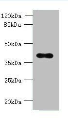 OGG1 antibody