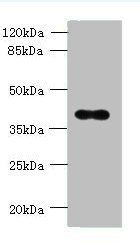 OGG1 Antibody