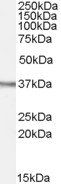 Ogg1 (mouse) Antibody