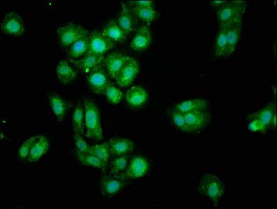 OGN Antibody