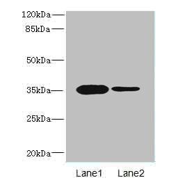 OGN Antibody