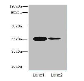 OGN antibody