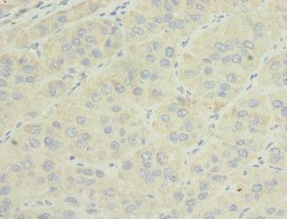 OGN Antibody