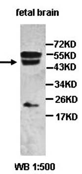 OLFM2 antibody