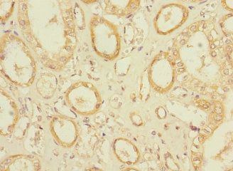 OLFML2A Antibody