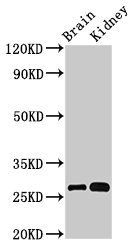 OLFML2B Antibody