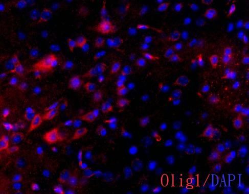 OLIG1 antibody [C2C3], C-term