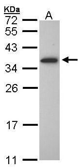 OLIG1 antibody [C2C3], C-term