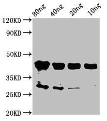 olig2 Antibody