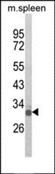 OLIG3 antibody