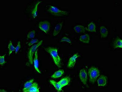 OMA1 Antibody