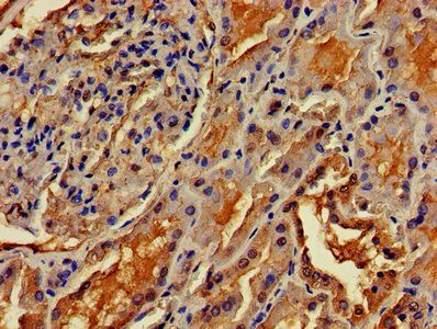 OMA1 Antibody