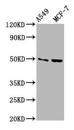 OMD antibody