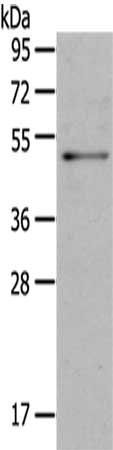 OMG Antibody
