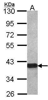 OMG antibody [C1C2], Internal
