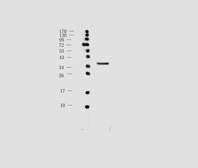 ompF antibody