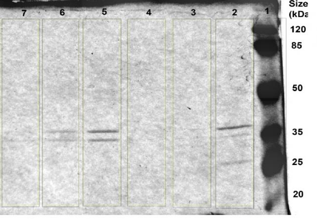 ompF antibody