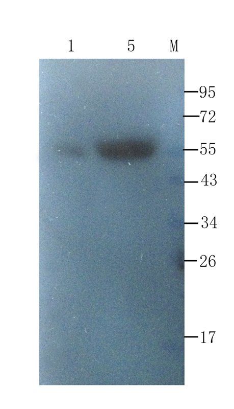 ompF antibody