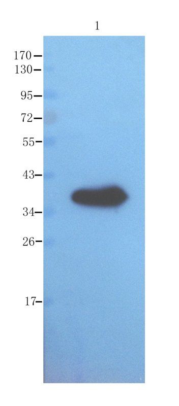 ompF antibody