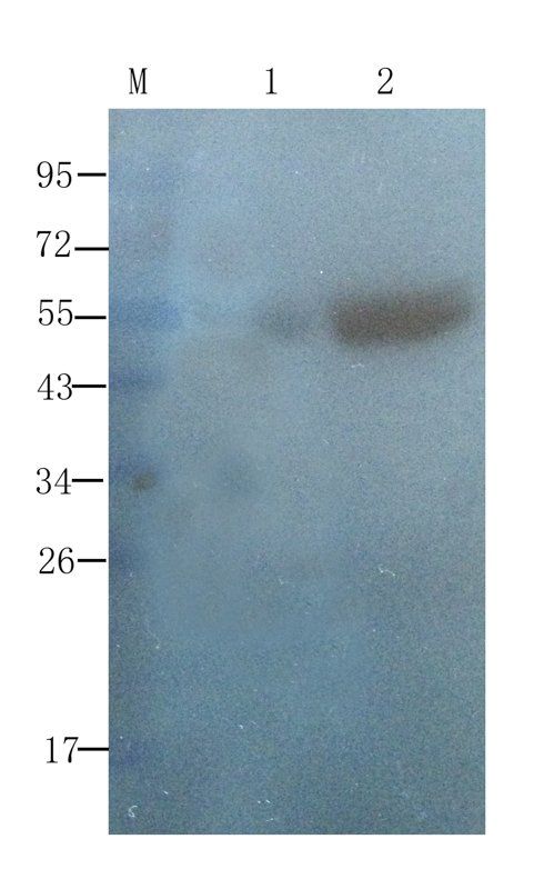 ompF antibody