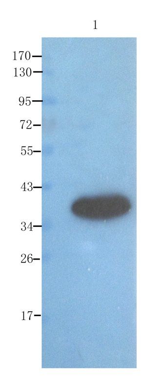 ompF antibody