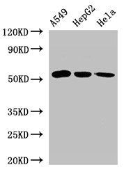 ONECUT2 Antibody