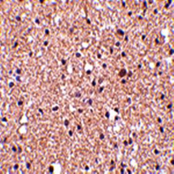 op18 Antibody