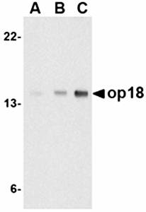 op18 Antibody