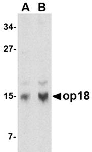 op18 Antibody