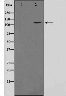 OPA1 Antibody