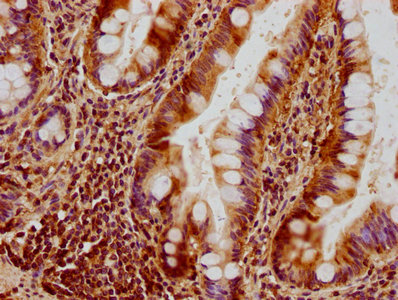OPA1 Antibody