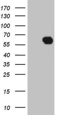 OPA3 Antibody