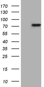 OPA3 Antibody
