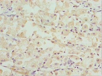 OPA3 Antibody