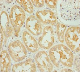 OPA3 Antibody