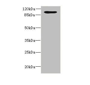 OPHN1 Antibody