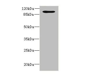 OPHN1 antibody