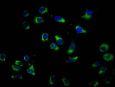 OPN3 Antibody