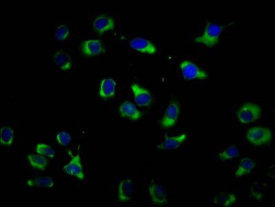 OPN3 antibody