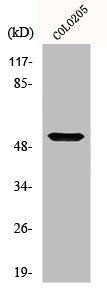 OPN4 antibody