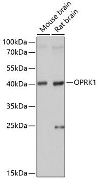 OPRK1 antibody