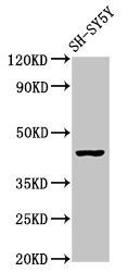 OPRM1 antibody