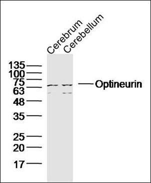 Optineurin antibody