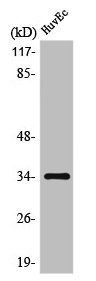 OR10AG1 Antibody
