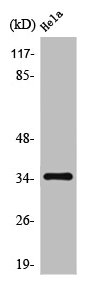 OR10G4 antibody