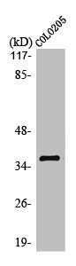OR10G6 Antibody