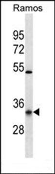 OR10G9 antibody